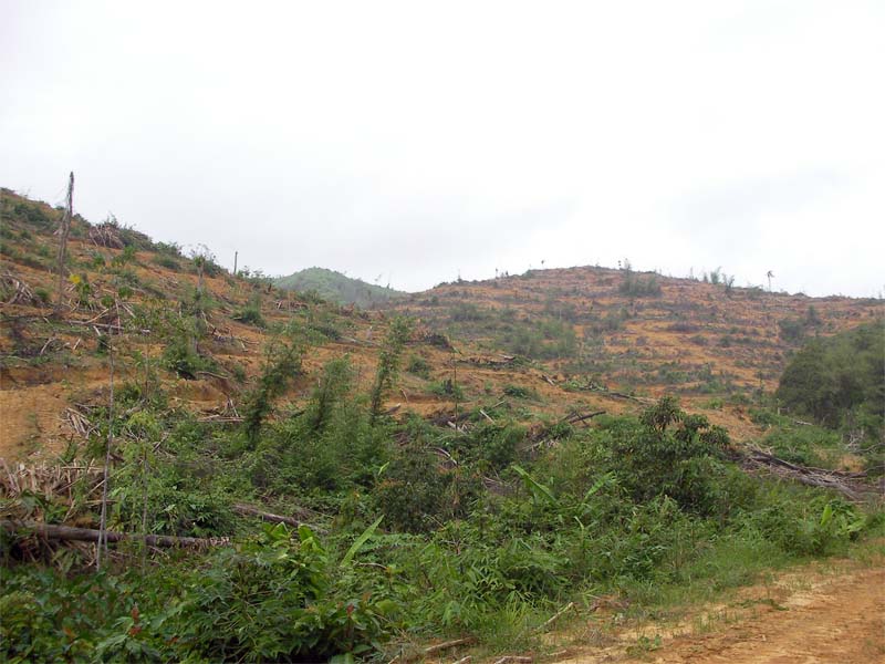 A hillside cleared of forest in Kelantan between 2016 and 2020